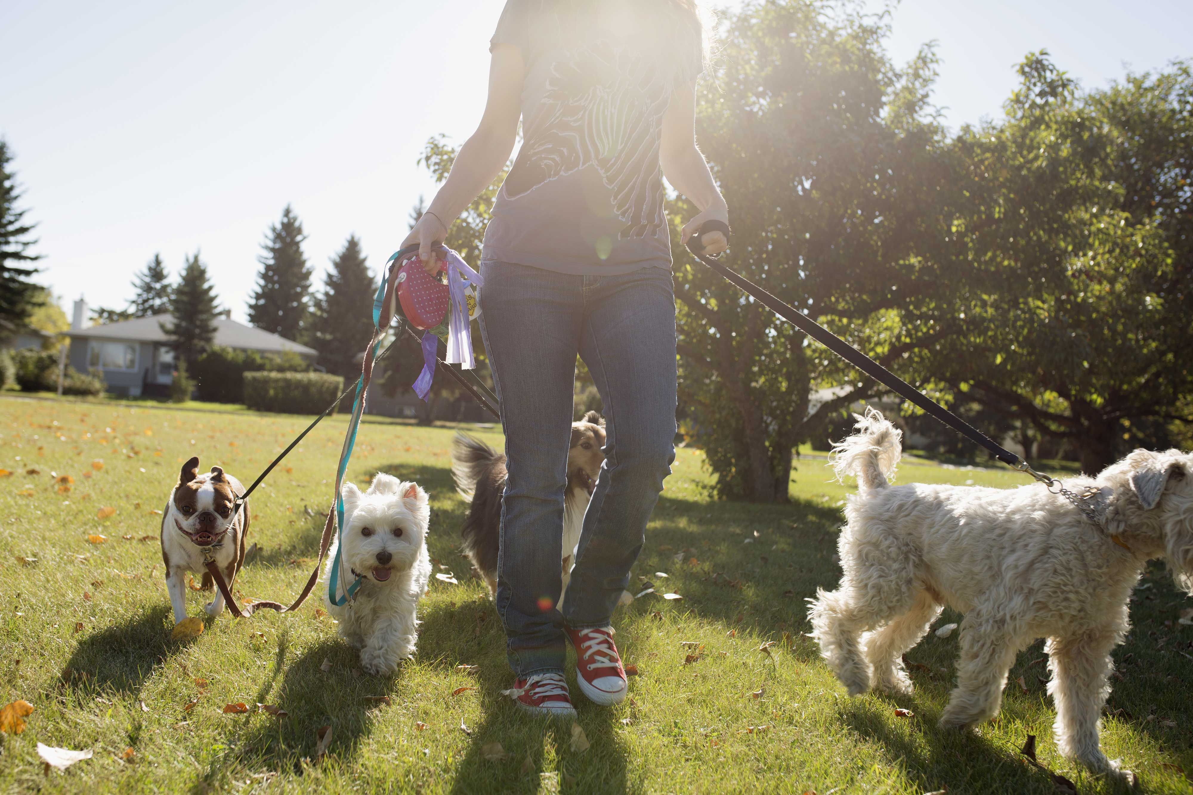 working as a dog walker