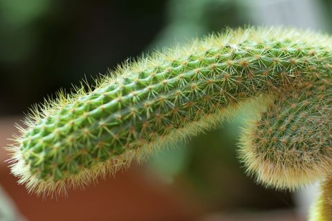 Vegetation, Green, Natural environment, Photograph, Leaf, Botany, Terrestrial plant, Macro photography, Thorns, spines, and prickles, Close-up, 