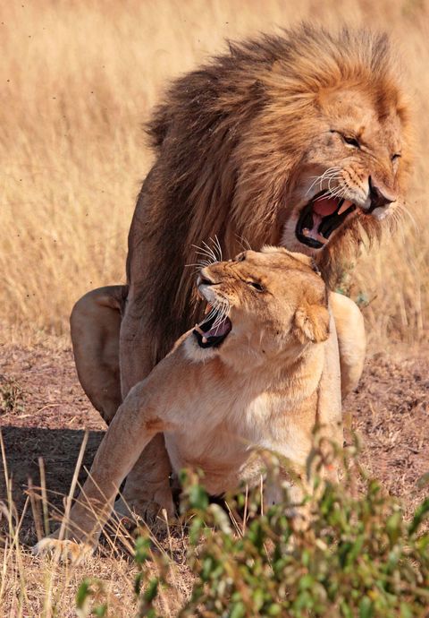 Leão, a Pele, o Organismo, Felidae, Masai leão, gatos Grandes, Vertebrados, Plantas comunidade, Carnívoros, animais Terrestres, 