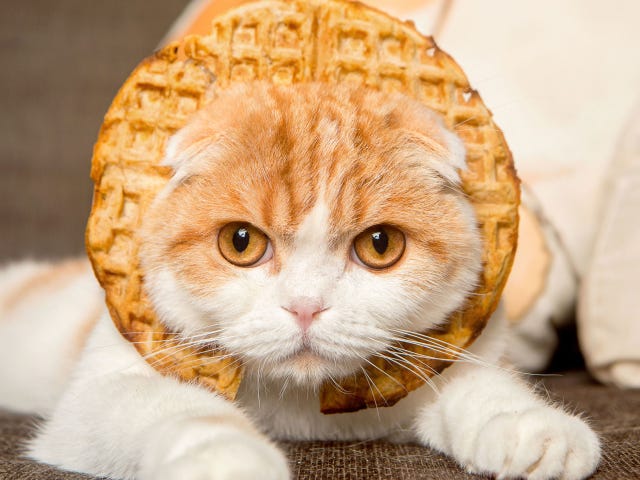 sd-aspect-1455050126-1430859148-01-waffles-the-cat.jpg