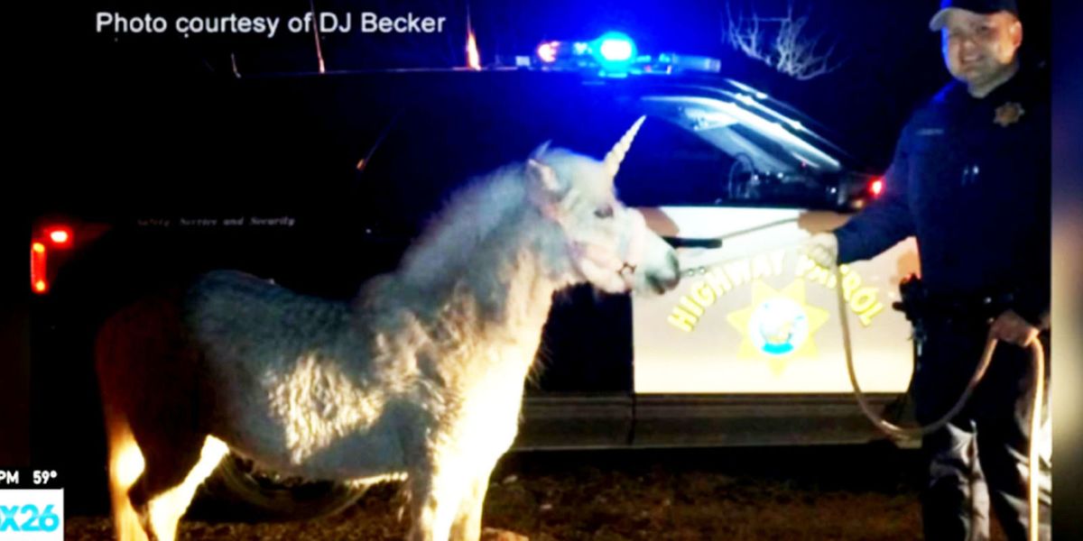 Hero Police Officer Rescues Runaway Unicorn And The World Lived Happily