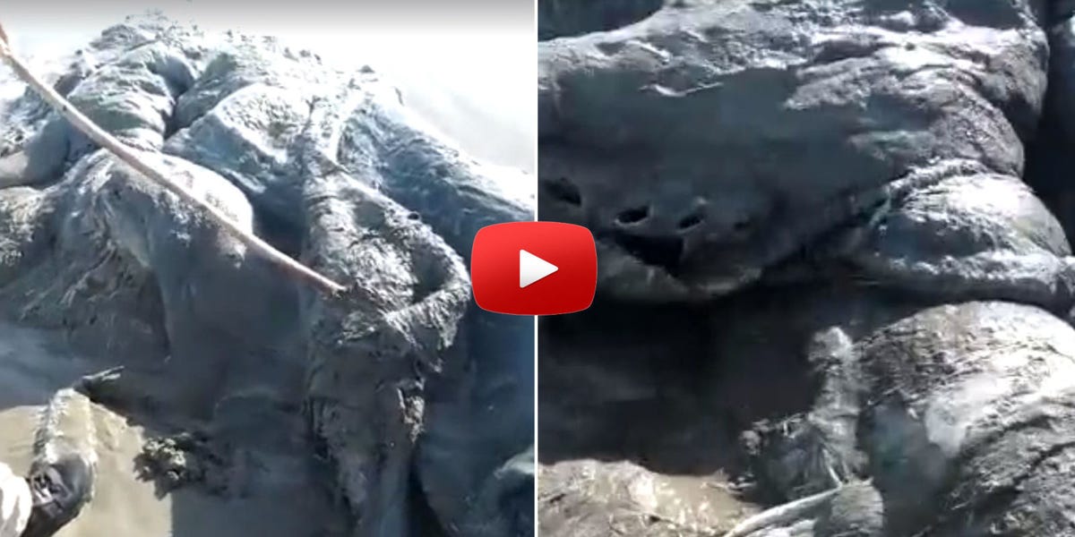 The Internet Is Panicking Over This Gigantic, Unidentifiable Sea Creature