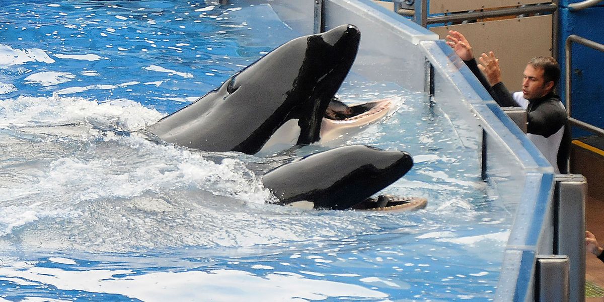 SeaWorld Ends Orca Breeding Program and Orca Shows