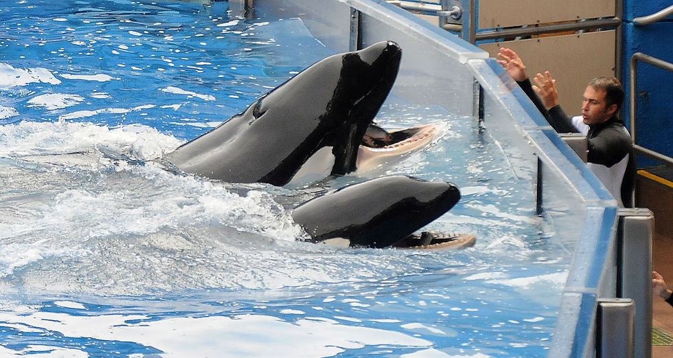 Seaworld Ends Orca Breeding Program And Orca Shows