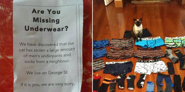 This Cat is Stealing Men's Underwear For Her Own Weird Reasons