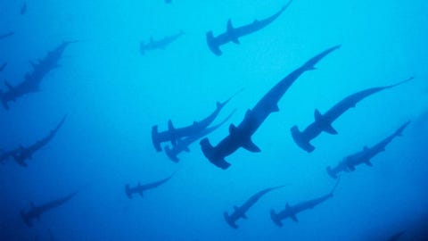 12 Nature Documentaries That Will Blow Your Mind