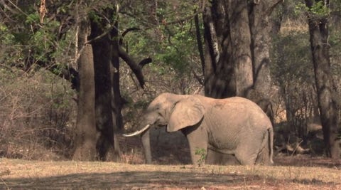 12 Nature Documentaries That Will Blow Your Mind Streaming