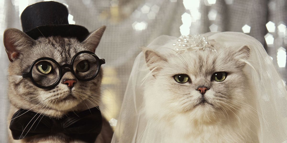 two cats getting married