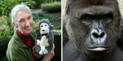 jane goodall on harambe the gorilla s death primate expert on