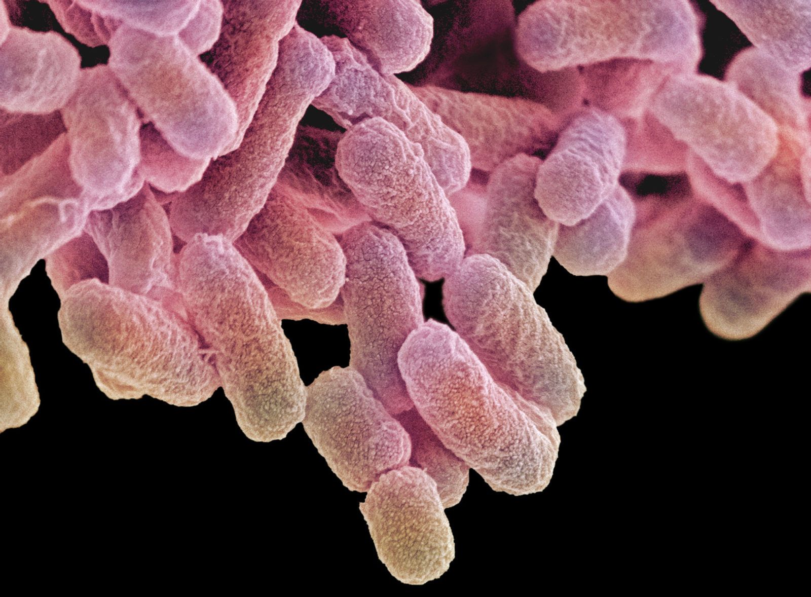 What You Need To Know About The Newest, Antibiotic-Resistant Superbug