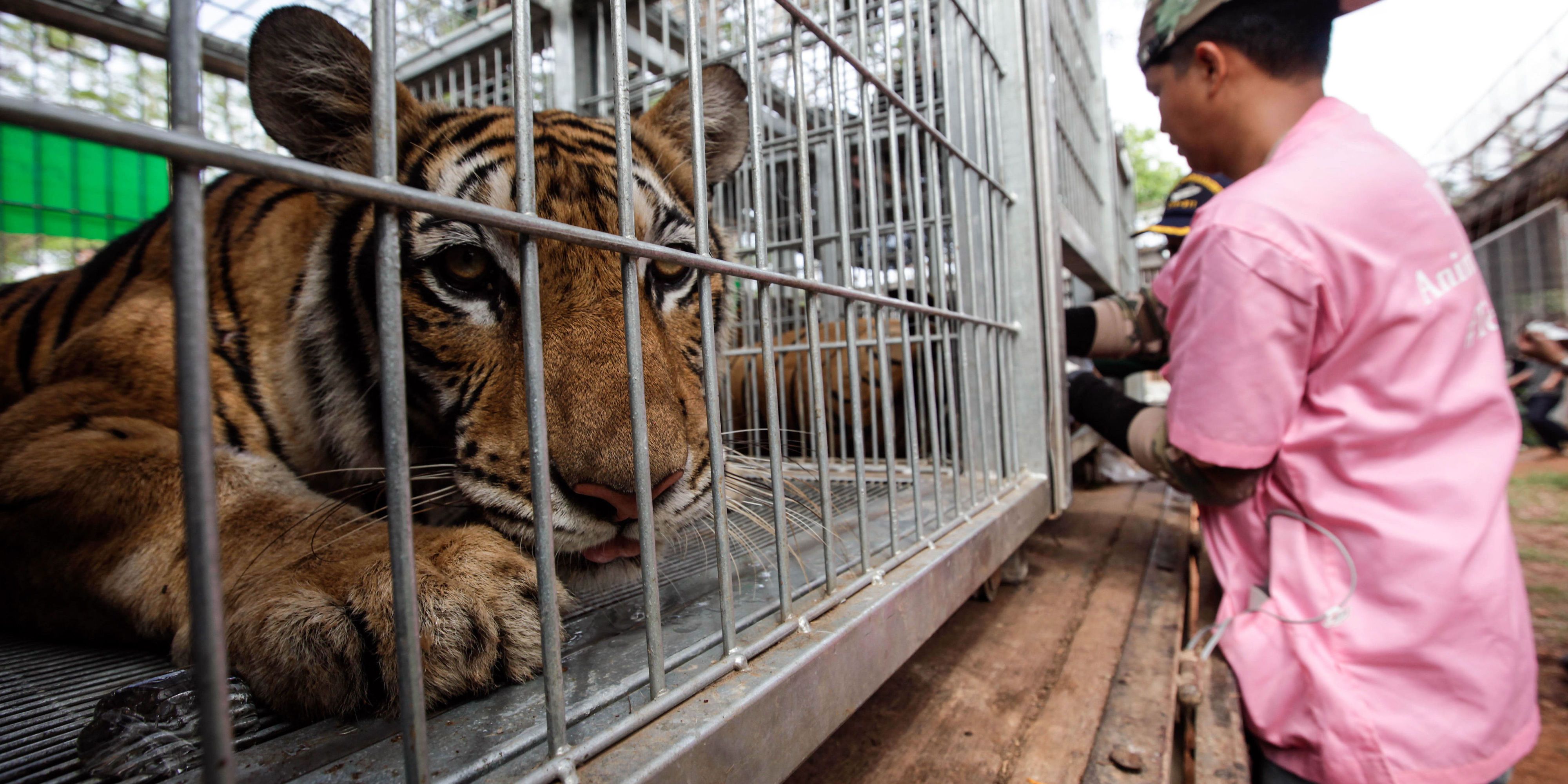 40 Tiger Cubs Were Found Dead In A Freezer At A Thai Temple