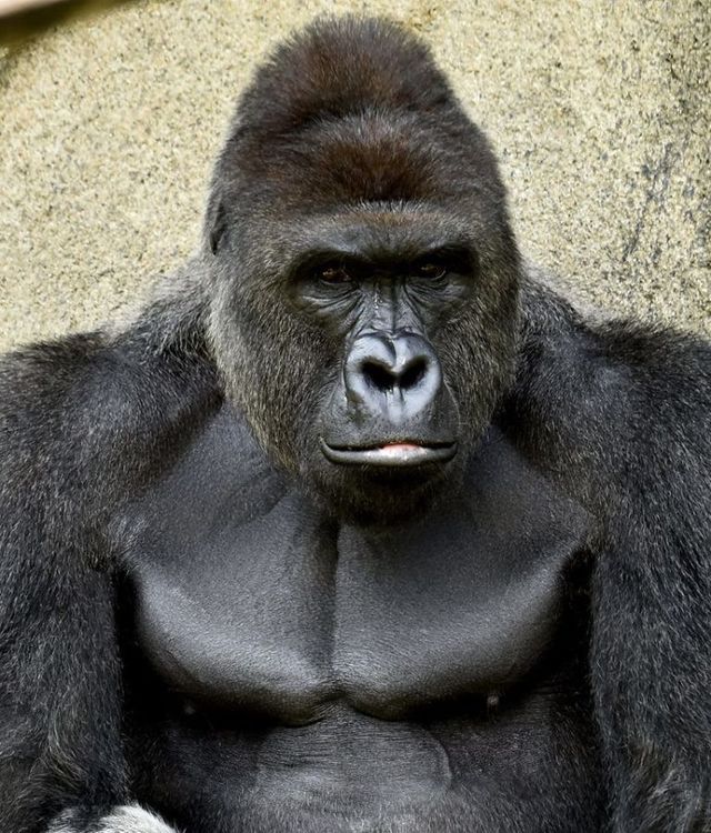 Gorilla Sex Porn - Porn Company XHamster Has Offered To Protect The Remaining Gorillas In The  Cincinnati Zoo