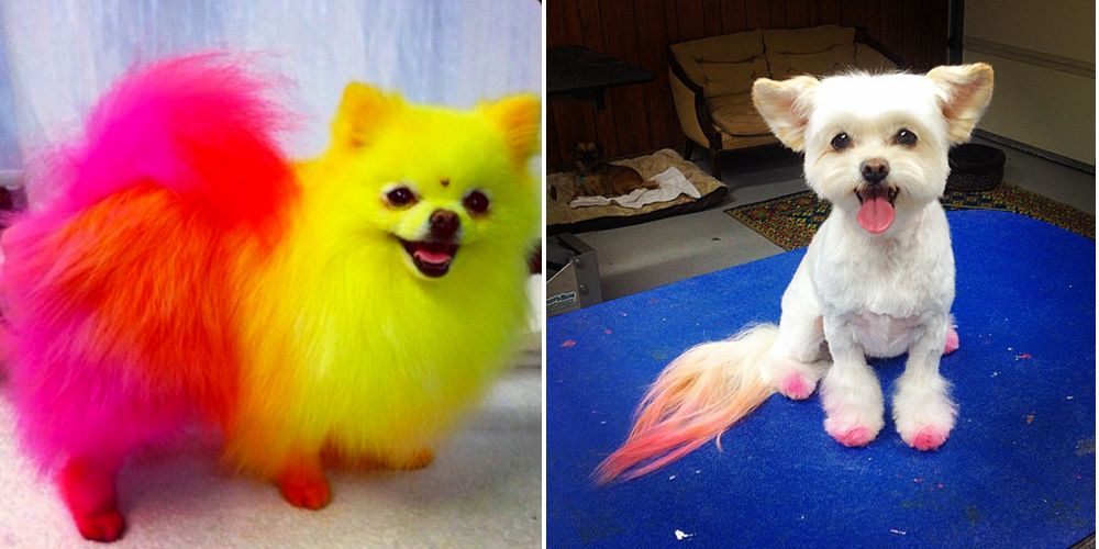 12 Things I Wish I Knew Before I Became A Dog Groomer