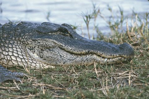Crocodile, Crocodilia, Nature, Alligator, Nile crocodile, Reptile, American alligator, American crocodile, Vertebrate, Jaw, 