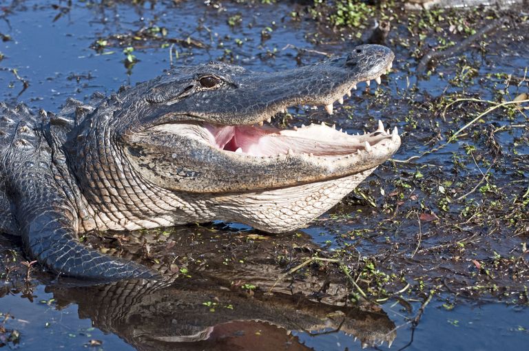 911 Alligator Attack Call