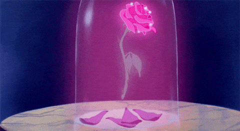 480px x 262px - You Can Now Buy a Beauty and the Beast Rose That Lasts a Year
