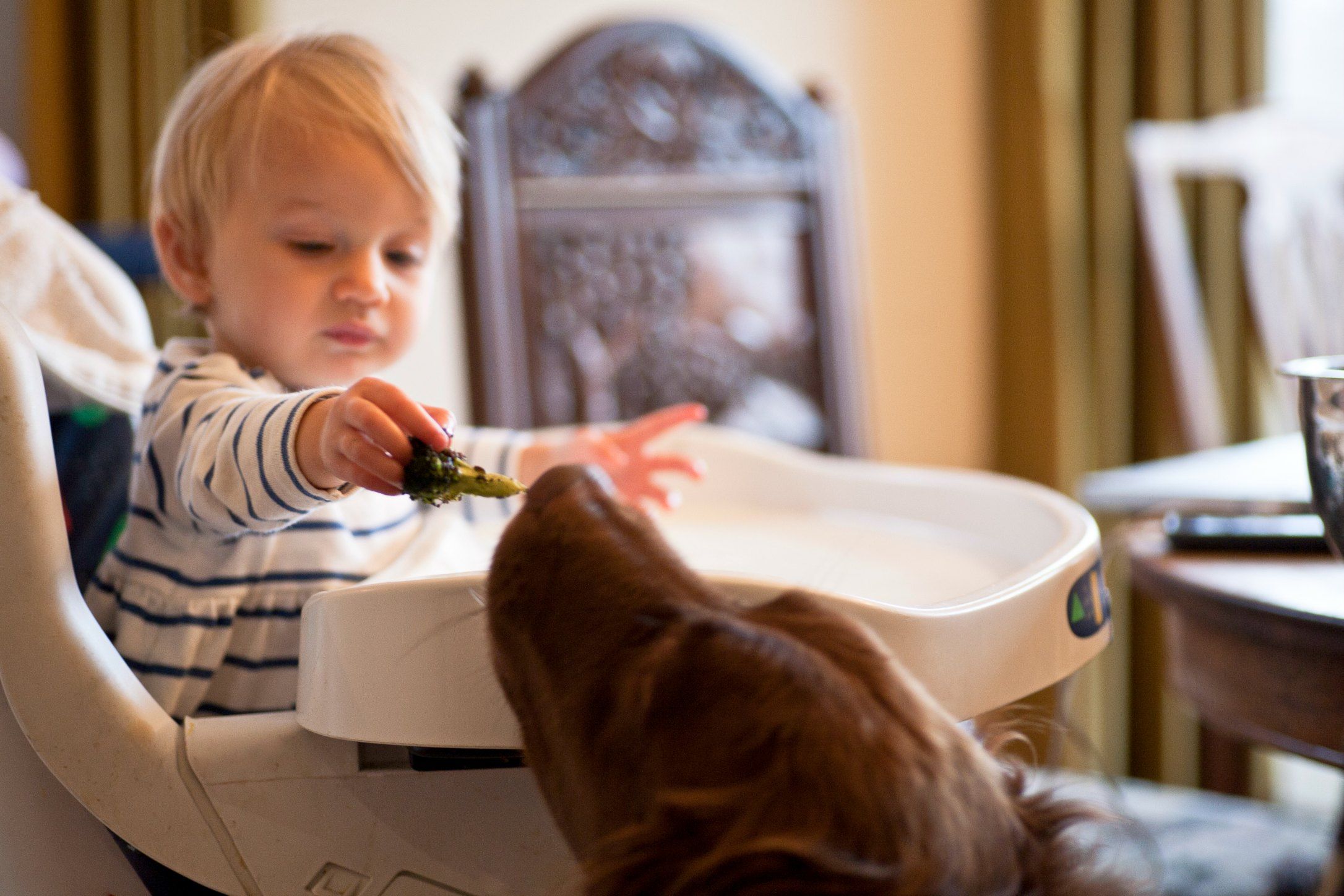 baby eating dog poop