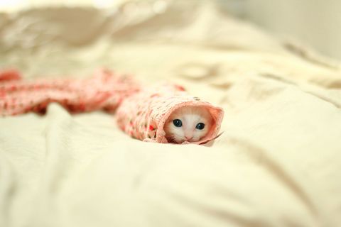 45 Teeny Baby Animals You'll Want to Put in Your Pocket