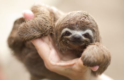 Three toed tree sloth in hand.