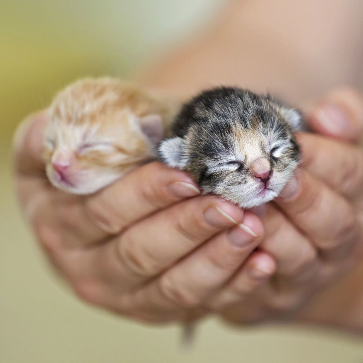 45 Teeny Baby Animals You'll Want to Put in Your Pocket