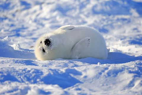 Natural environment, Winter, Snow, Adaptation, Ice cap, Seal, Freezing, Polar ice cap, Marine mammal, Earless seal, 