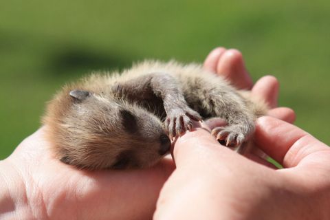 45 Teeny Baby Animals You'll Want to Put in Your Pocket