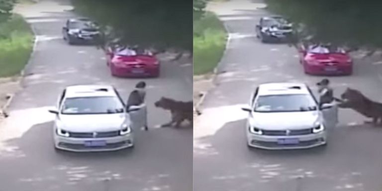 This Video Shows the Horrifying Moment a Woman Was Attacked By a Tiger