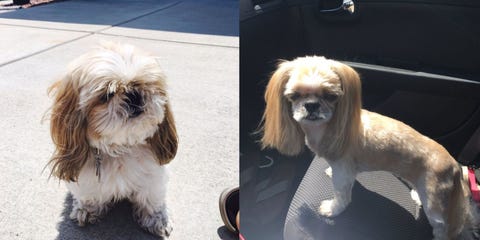 Photos Of A Dog S Haircut That Looks Like A Blowout