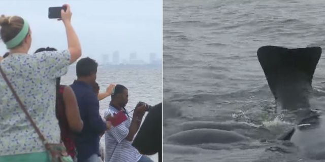 Watch the Manatee Sex Party That Caused a Gigantic Floridian Traffic Jam