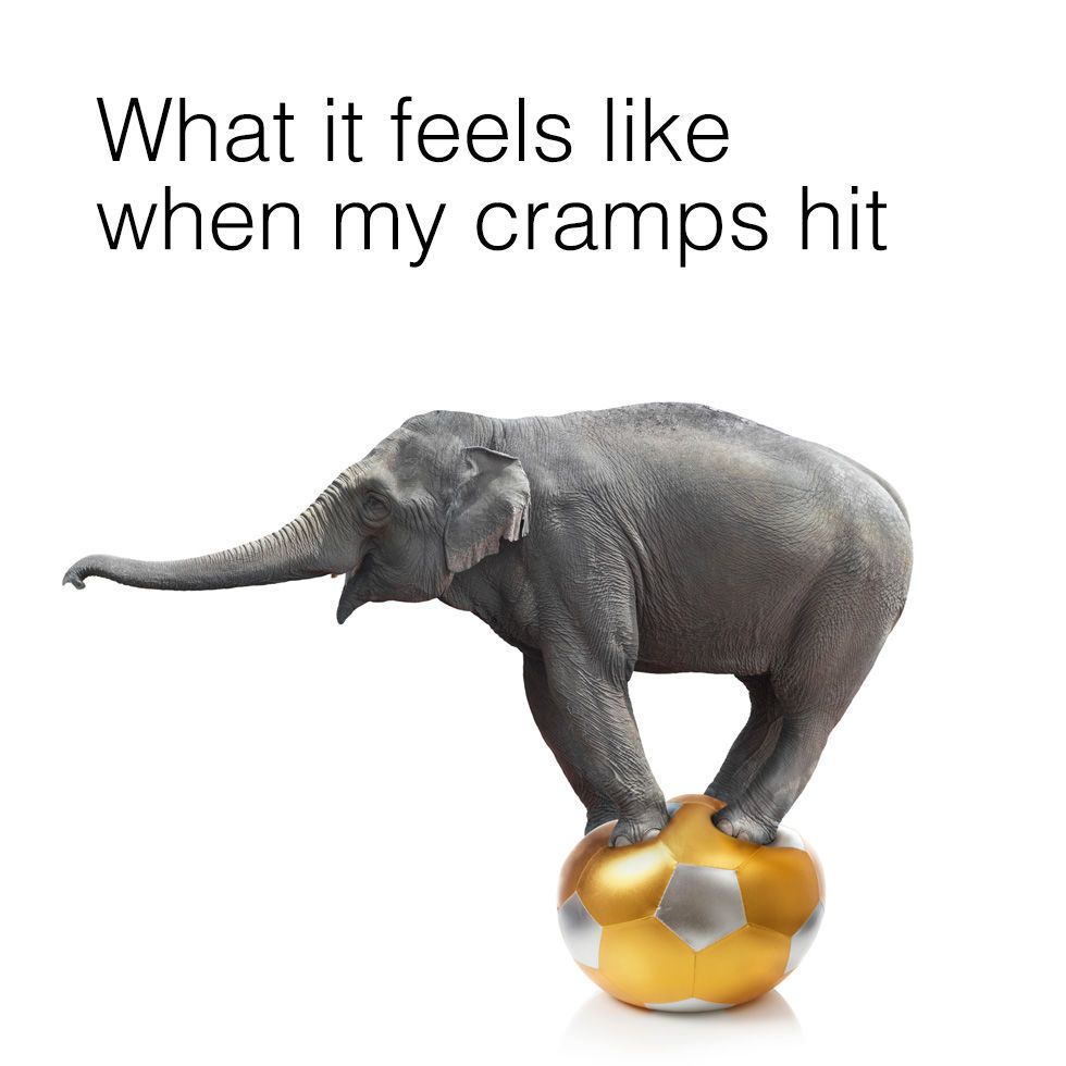 stop talking elephant meme