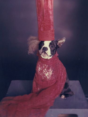 539f8e4639a43_-_cos-dog-dressed-as-lady-