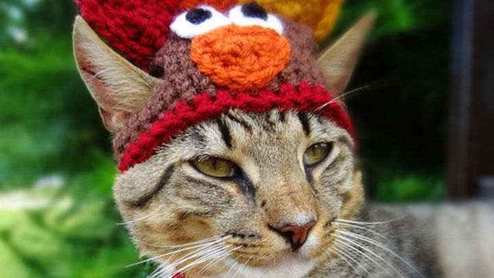 thanksgiving outfits for cats