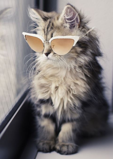 15 Super Cute Sunglasses Under 50. On Kittens.