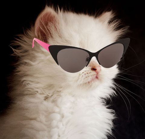 15 Super Cute Sunglasses Under $50. On Kittens.