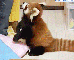 The Cutest Gif Ever Red Panda Gif The Cutest Gif Ever Red Panda Gif