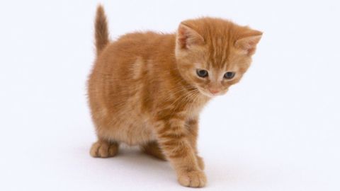 Brown, Skin, Small to medium-sized cats, Vertebrate, Felidae, Cat, Carnivore, Whiskers, Amber, Orange, 