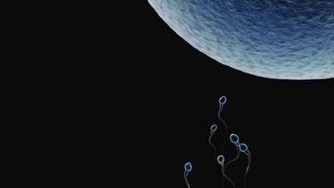 Sperm Fertilizing Egg
