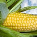 Corn kernels, Corn, Food, Yellow, Ingredient, Natural foods, Vegan nutrition, Vegetable, Sweet corn, Produce, 