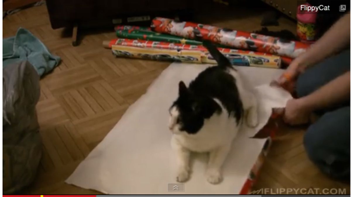 How to wrap a cat wrapping your cat