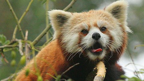 Red panda, Vegetation, Nature, Organism, Daytime, Brown, Natural environment, Vertebrate, Whiskers, Nature reserve, 