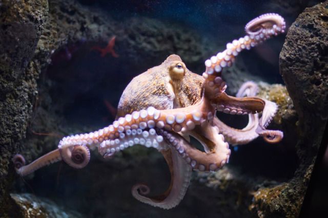 Octopus Sex - Sex Lives of Aquatic Animals