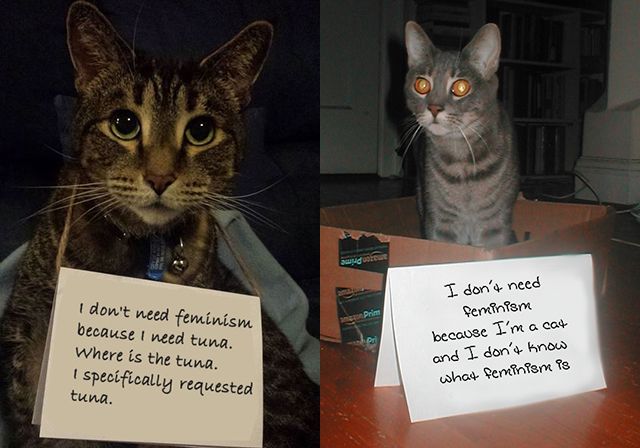 confused cats against feminism — [EDITOR'S NOTE: Why … is your cat