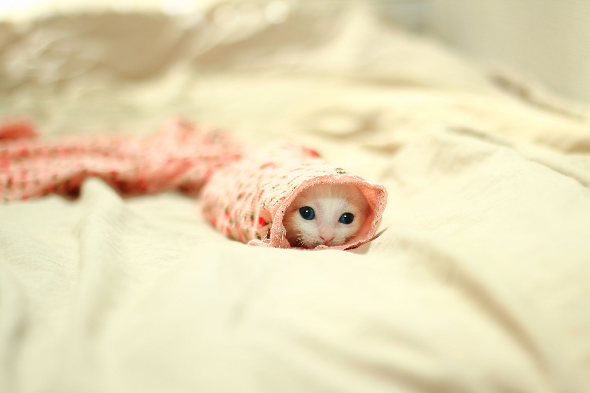 45 Teeny Baby Animals You\'ll Want to Put in Your Pocket
