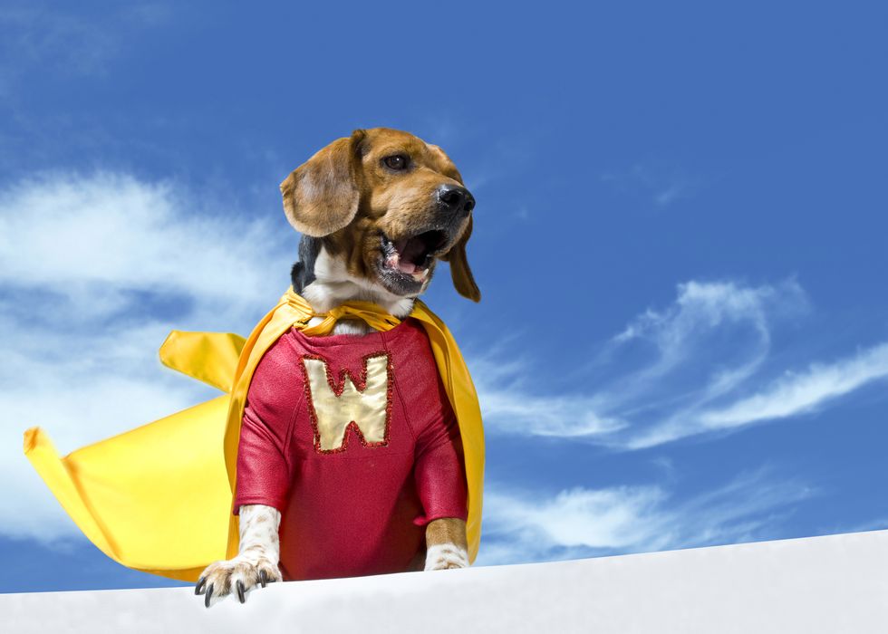 Superhero dog saves girl from siberian forest