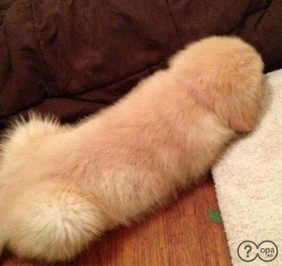 The puppy that looks like a penis has caused an uproar online