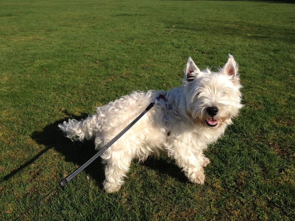 Dog breed, Dog, Carnivore, Mammal, Terrier, Small terrier, Plain, West highland white terrier, Snout, Toy dog, 