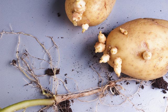 Potato growing roots