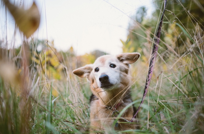 Carnivore, Dog, Mammal, Dog breed, Terrestrial animal, Sunlight, Grass family, Wire fencing, Wildlife, Snout, 
