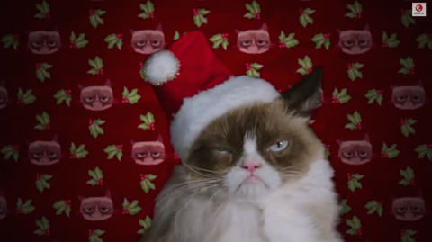 The trailer for Grumpy Cat's Worst Christmas Ever is actually finally here