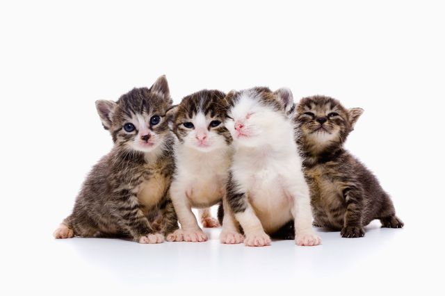An animal rescue centre in Newcastle is looking for professional cat cuddlers
